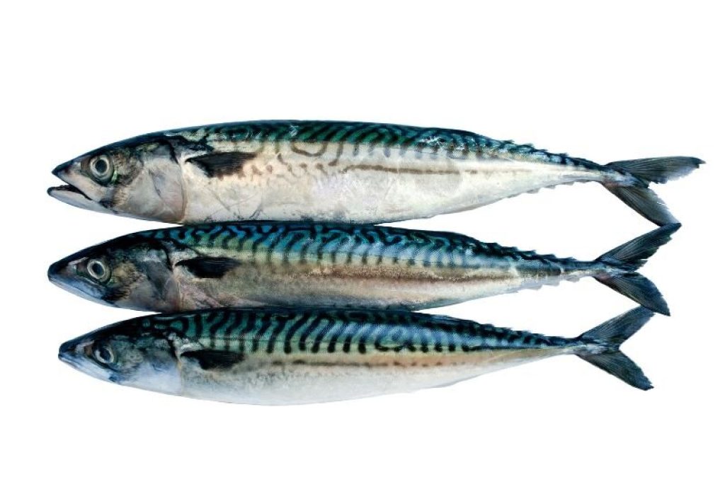 Three mackerel lying next to each other