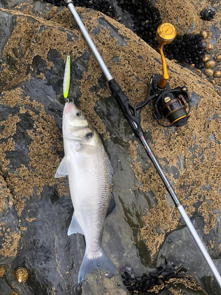 Bass caught with a Savage Gear Surf Seeker on the rock
