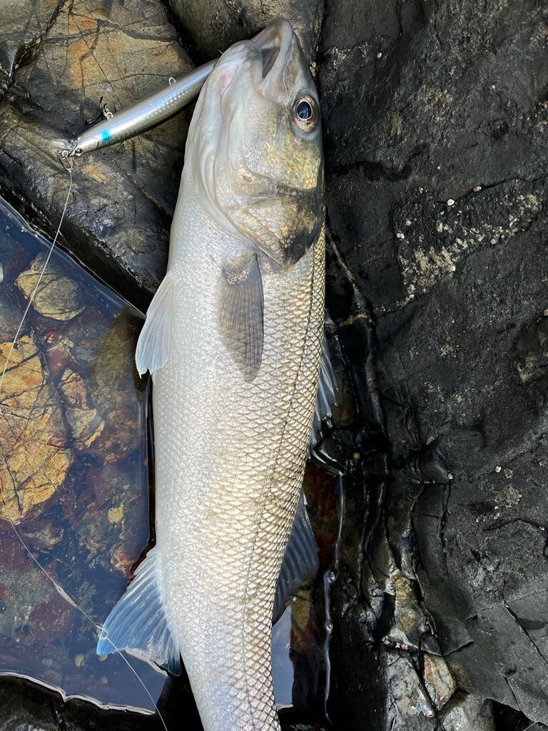 A huge Cornish Bass on the rocks with a lure in its mouth