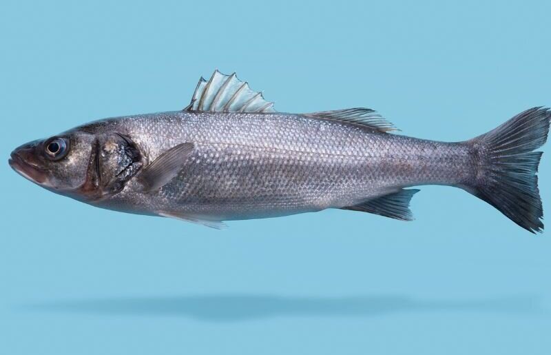 Sea bass floating on a light blue background