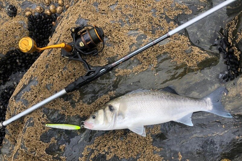 A beautiful bass caught on a Savage Gear Surf Seeker on the rocks