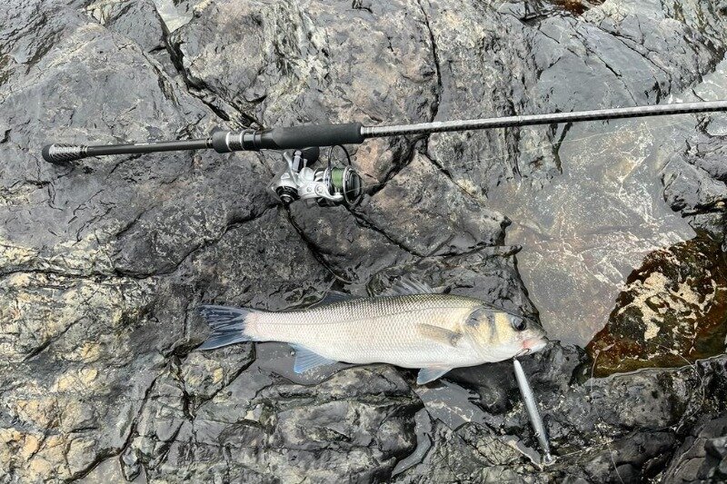 A Tailwalk rod with an old Penn reel and a bass on the rocks