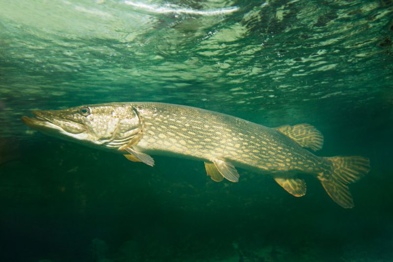 A pike swimming in a lake