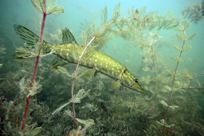 A pike swimming through the weeds