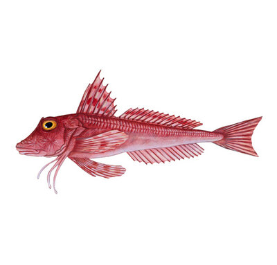 A red gurnard