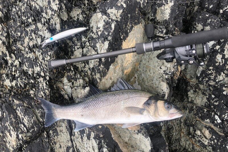 A chunky bass caught on a Tailwalk lure fishing rod on a surface lure on the rocks