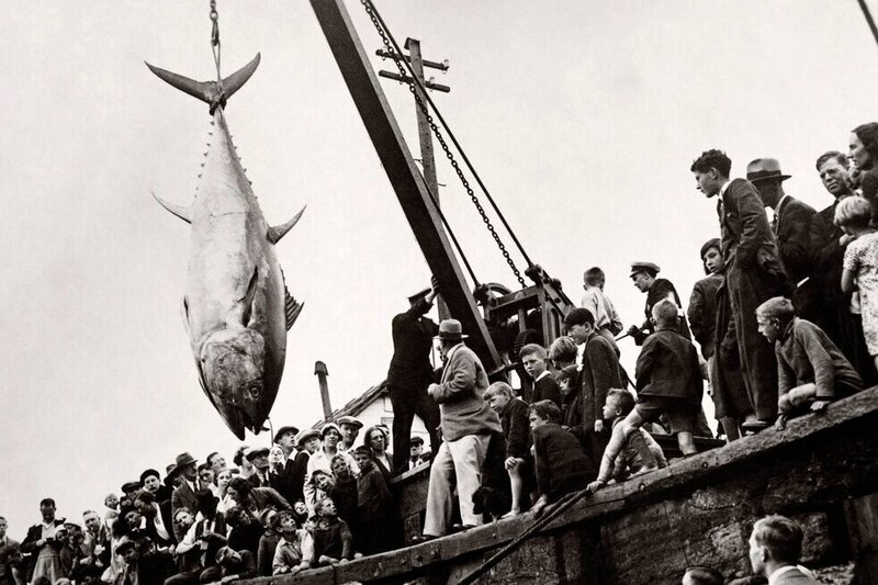 A black and white picture of a tuna hanging from a crane with a crowd watching on in Scarborough