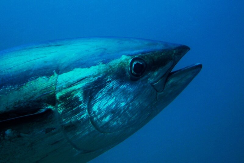 A close up shot of a bluefin tuna