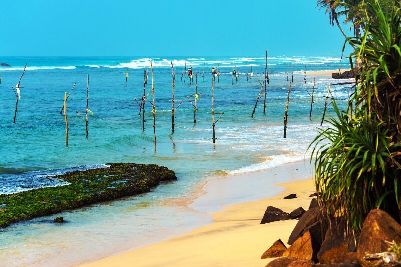 A beach in Sri Lanka covered in stilt fishing structures
