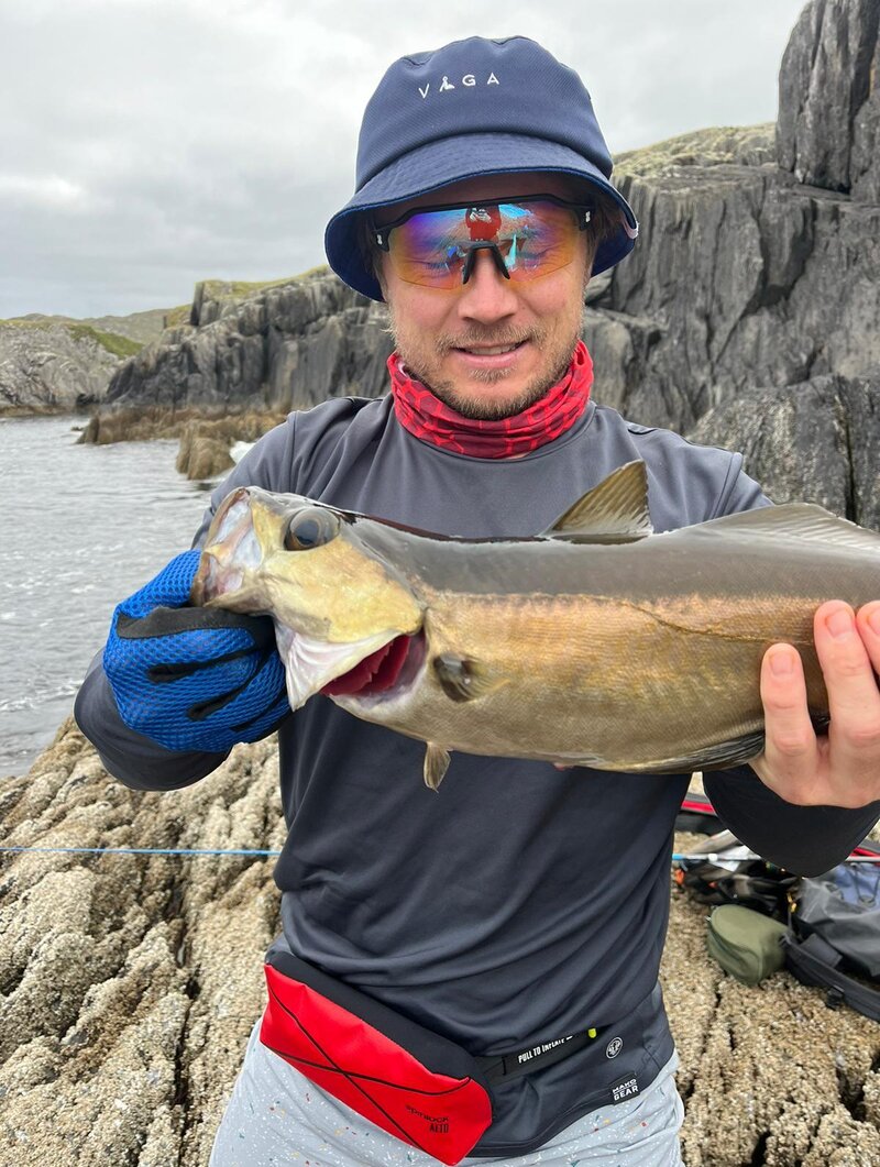 A pollock from the island off the southerly cost of Dursey