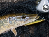 Pike Lure Fishing For Beginners