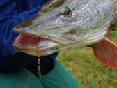 The 22 Best Pike Fishing Tips